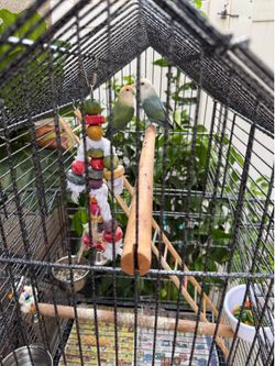 Bird cage