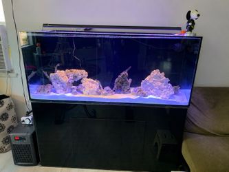 120-Gallon Glass Reef Aquarium Setup