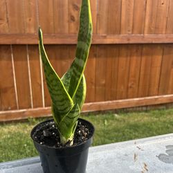 Snake Plant 