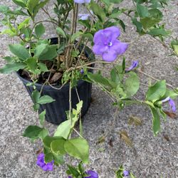 Yesterday Today And Tomorrow Plant 