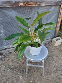 Tiger tooth philodendron 8" Nursery Pot