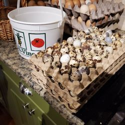Quail Eggs