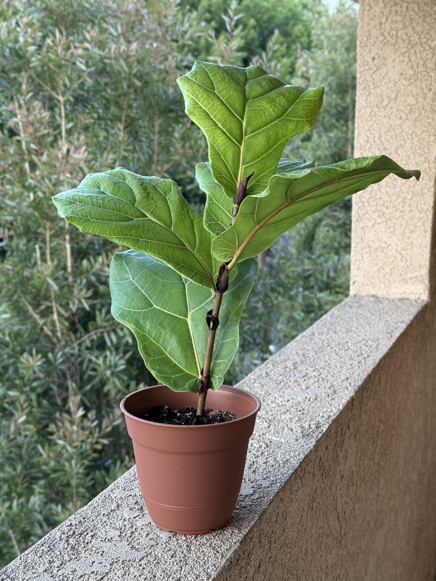 Fiddle Leaf Plant