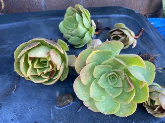 free  plants