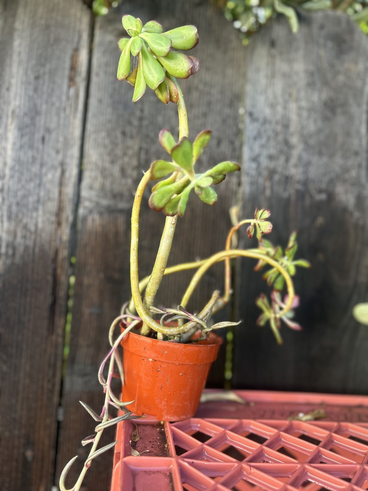 Succulent 4” Rooted Potted 