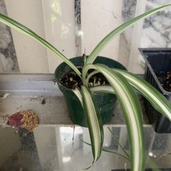 Small Spider Plant