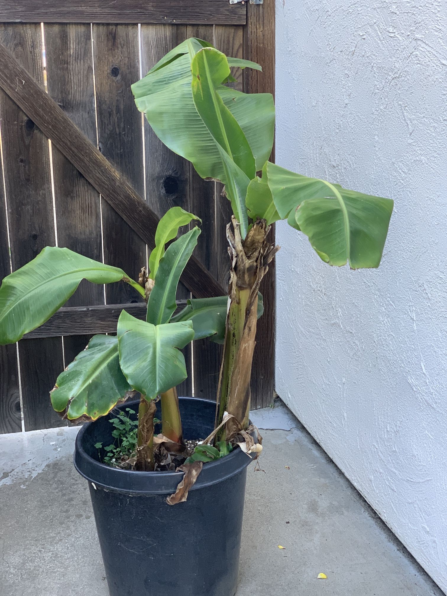 Dwarf Cavendish Banana Tropical Fruit Tree Bananas Multiple Plants in 15 Gallon Pot Thick Trunk