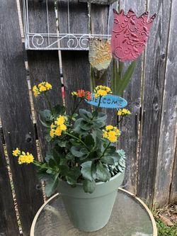 Succulents, jade(money tree) on ceramic green pot (has a crack on back)