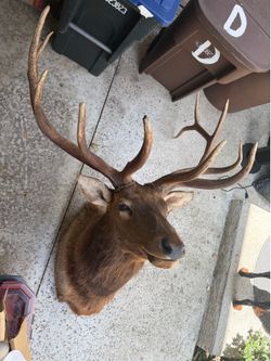 Elk head
