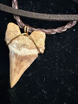 Shark teeth