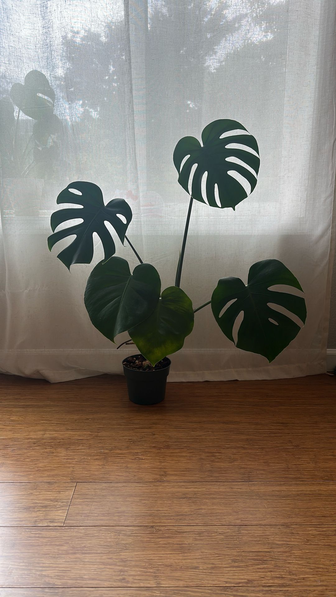 Monstera Plant
