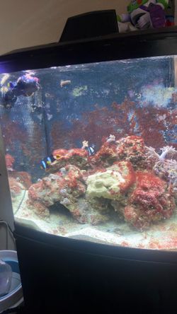 Biocube Fish tank 32 g