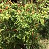 Edible Garden