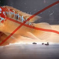 Ivanacara bimaculata For Sale 