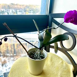 Deep magenta Phalaenopsis Orchid 