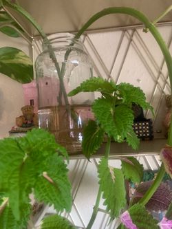 Coleus plant