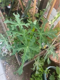 Papaya tree