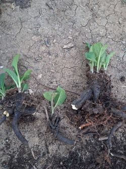 Comfrey bocking 14