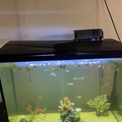 35 Gallon Fish Tank With Extra Filters And Glass Stand 