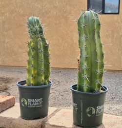 Tall cactus