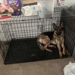 dog case