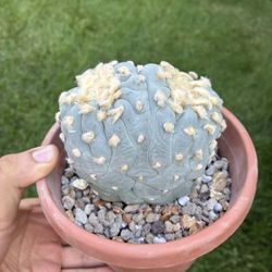 Crested Rare Fricci Super White 