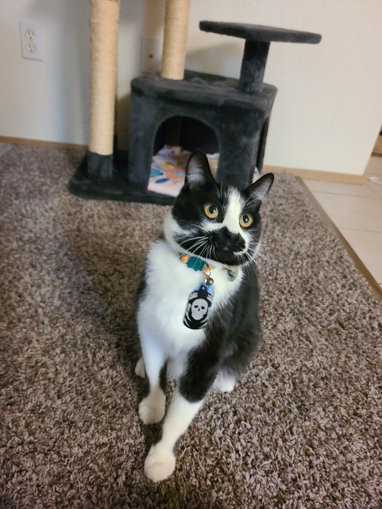 STARTER CAT/KITTEN SUPPLIES