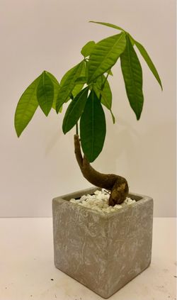 Money Tree bonsai in 4” ceramic pot