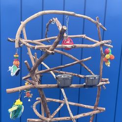African Grey / Amazon Parrot Perch Tree … Breeder Direct Low Price … A Great Socializer… Delivery Avail 💯👍🏼