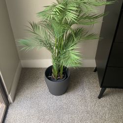 Decorative Plant- Large 