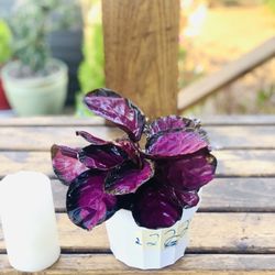 Live indoor Rosy roseopicta plant in a plastic nursery planter pot—firm price