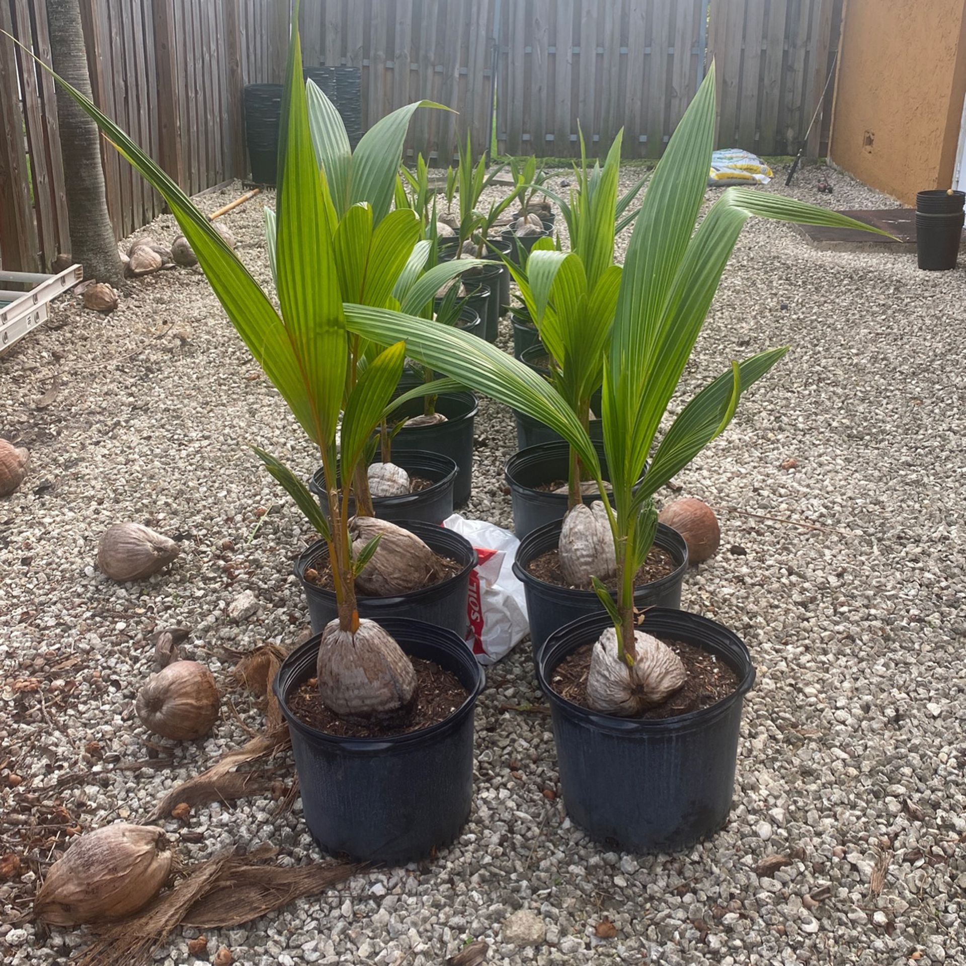 Coconut Palms (Various Sizes)