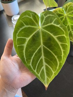Anthuirum Magnificum Plant