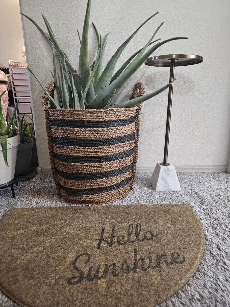 Large Aloe Vera Set with planter And Wicker Basket 