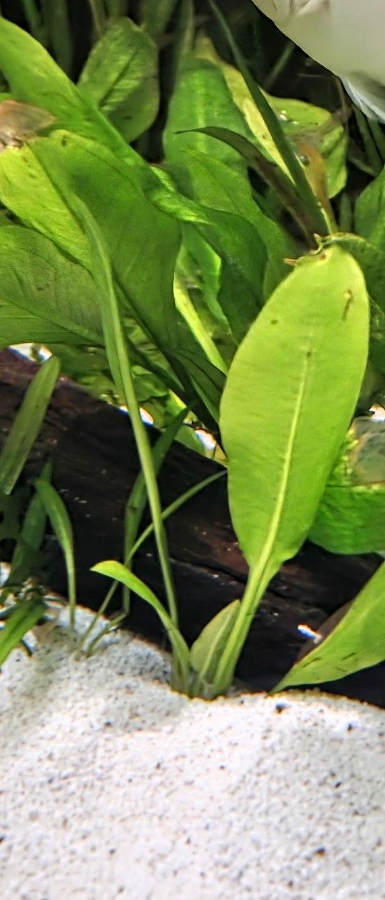 AQUARIUM Discus Tank