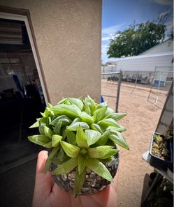 Succulent