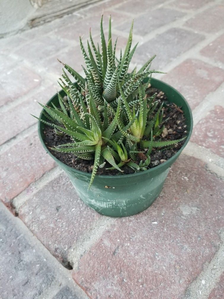 Potted Plant