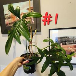 Philodendron FLORIDA BEAUTY Green. High Quality Plants. Private Collection