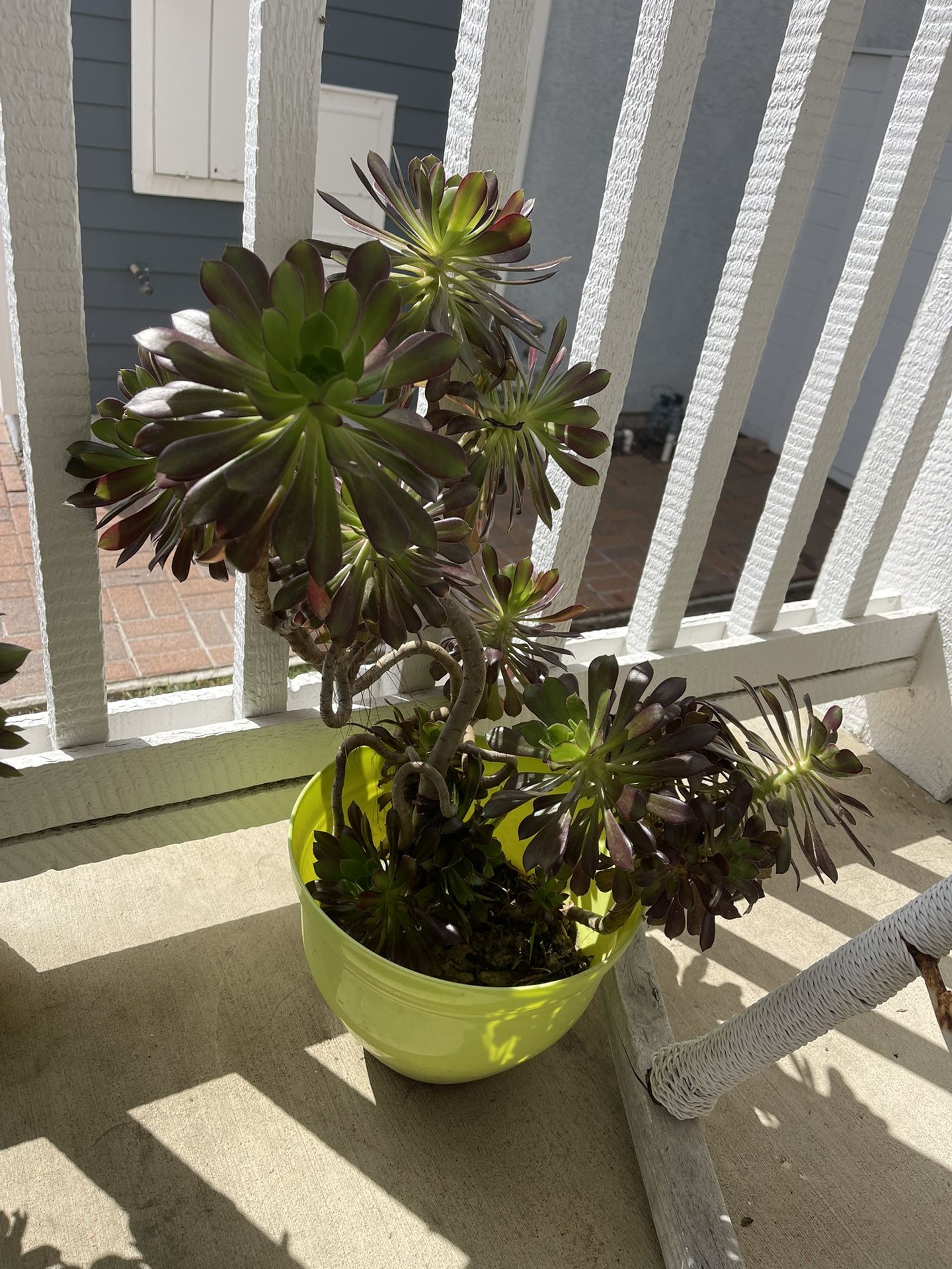 Tall Beautiful Green Plant