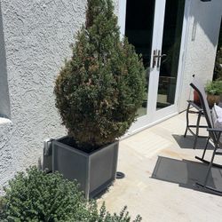 Two Large Juniper Plants Trees I’m Gray Pot