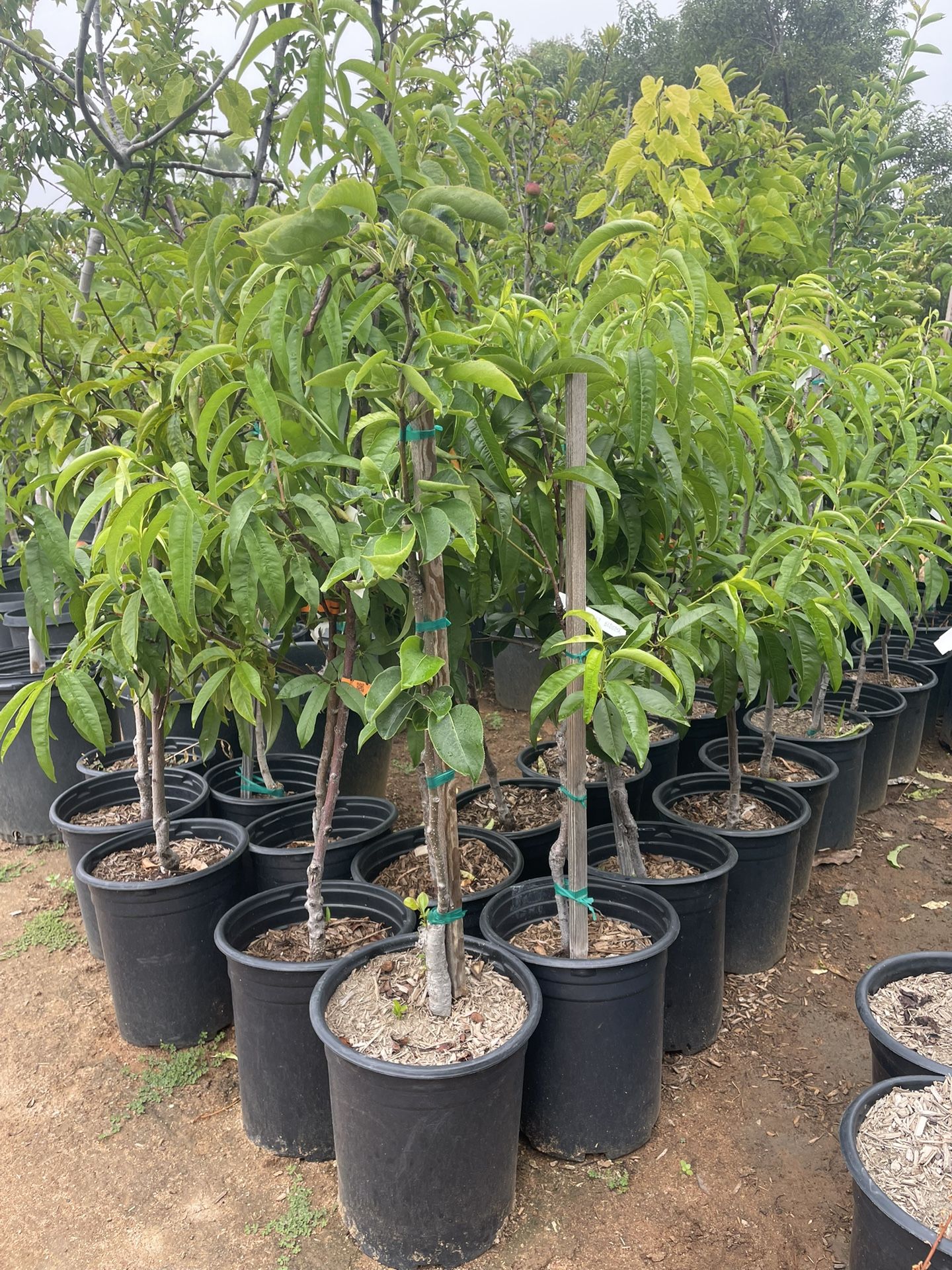 5 Gallon Size- Peach Trees- Plum Trees- Guava Trees- Apple Trees- Apricot Trees- Fig Trees- Nectarine Trees- Cherry Trees