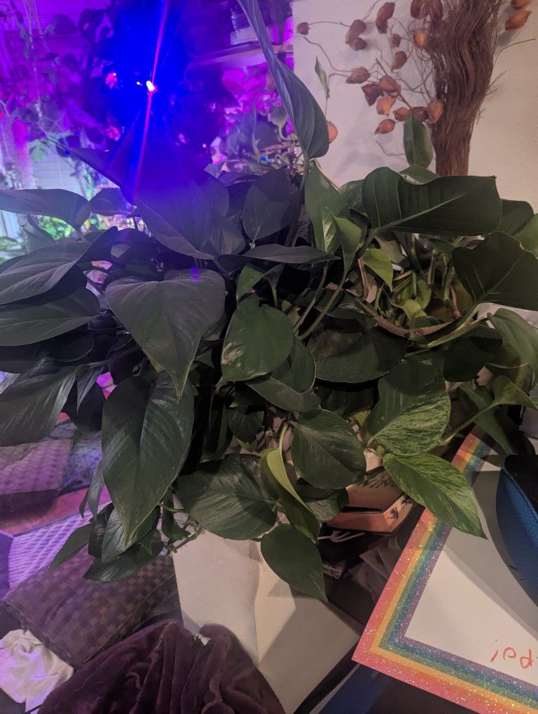 Huge Pothos