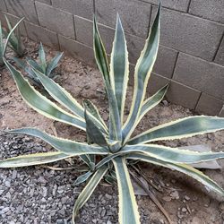 Healthy Agave 