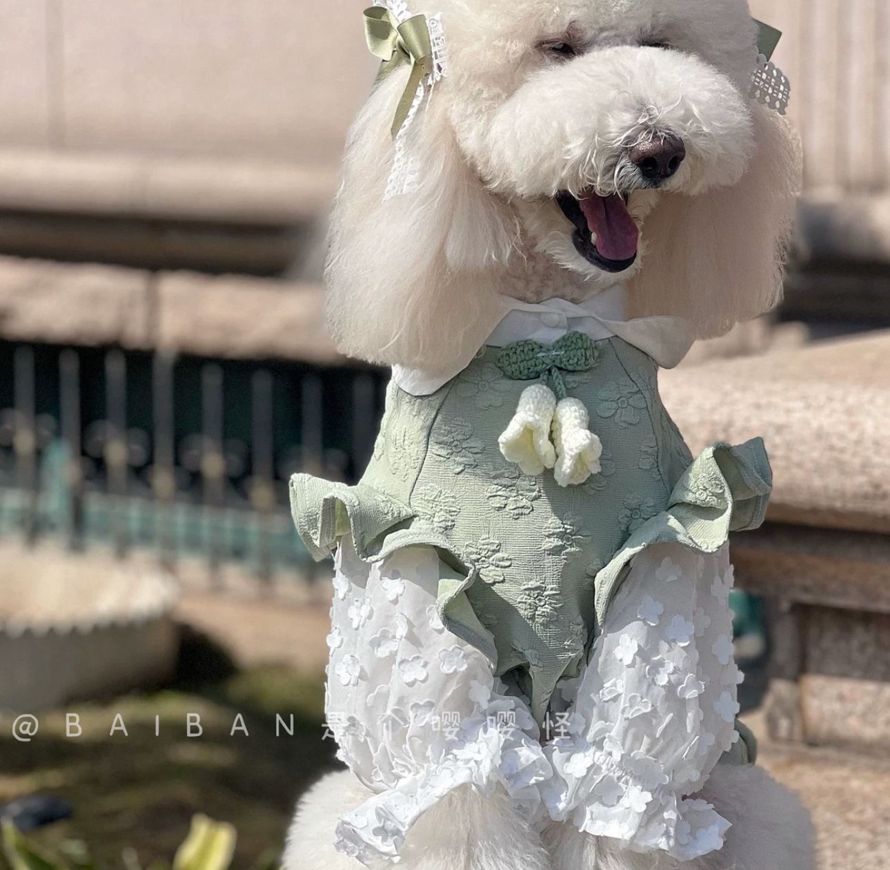 Dog Dress XL