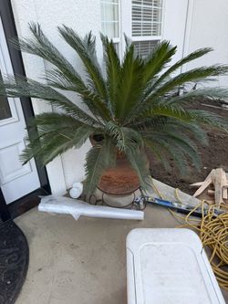 Large Sago Palm + Decorative Pot (Low Maintenance Palm)
