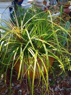 Ponytail plant