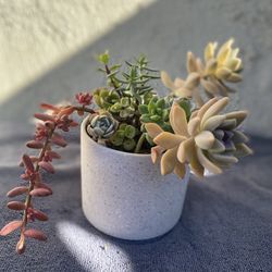 Succulents Planter..