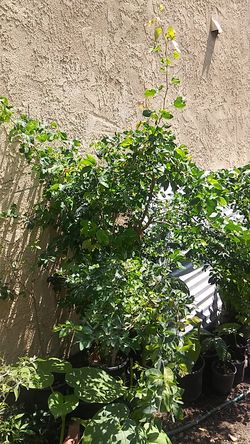 Arbol de Guamuchil