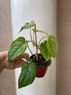 Monstera Siltipecana plant
