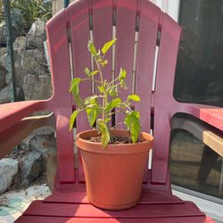 🍅 Fruiting Now Tomato Plant- NON-GMO - Grown Without Chemicals
